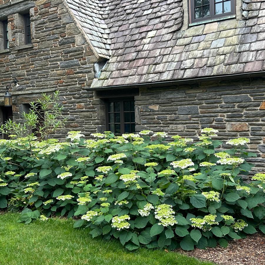 Hydrangea Arborescens 'haas' Halo' - View 2 from www redcrocus com