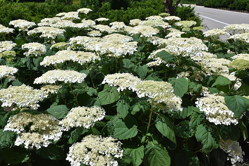 Hydrangea Arborescens 'haas' Halo' - View 33 from www redcrocus com