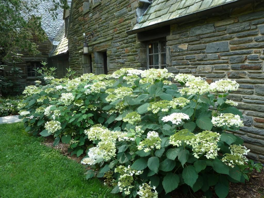 Hydrangea Arborescens 'haas' Halo' - View 34 from www redcrocus com