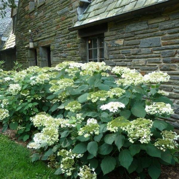 Hydrangea Arborescens 'haas' Halo' - View 36 from www redcrocus com