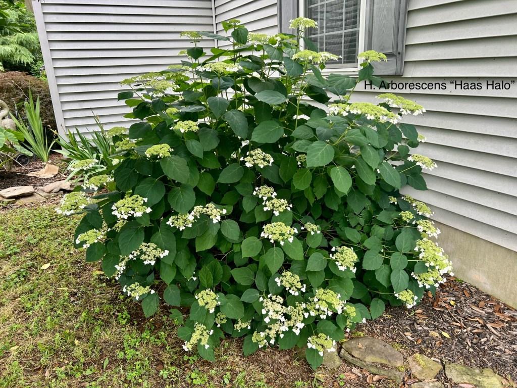 Hydrangea Arborescens 'haas' Halo' - View 37 from www redcrocus com