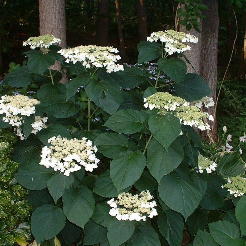 Hydrangea Arborescens 'haas' Halo' - View 39 from www redcrocus com