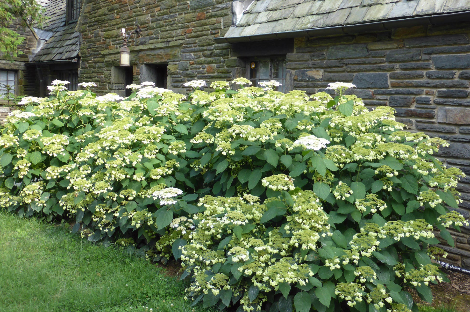Hydrangea Arborescens 'haas' Halo' - View 40 from www redcrocus com