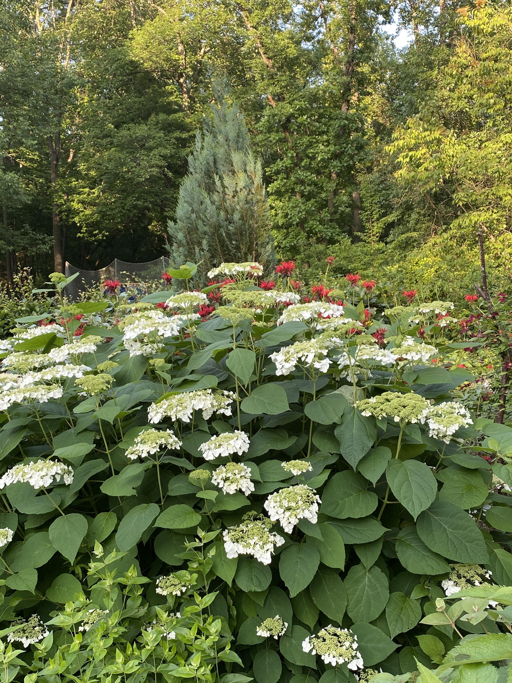 Hydrangea Arborescens 'haas' Halo' - View 5 from www redcrocus com