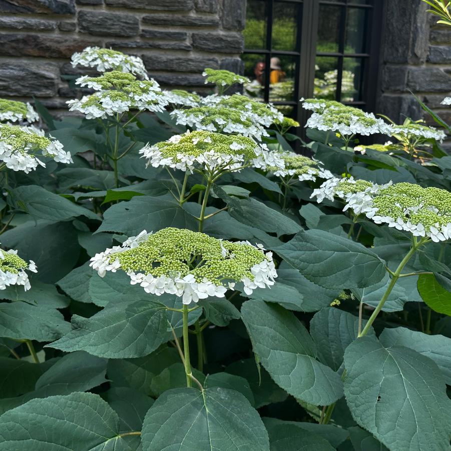 Hydrangea Arborescens 'haas' Halo' - View 6 from www redcrocus com