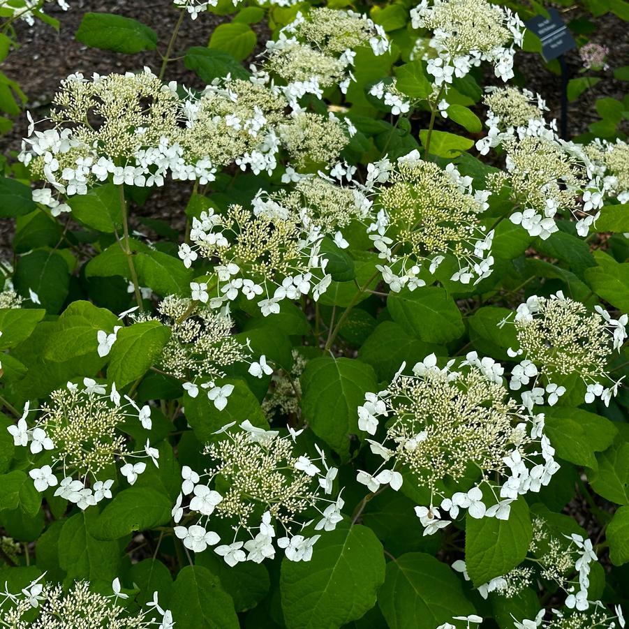 Hydrangea Arborescens 'haas' Halo' - View 7 from www redcrocus com