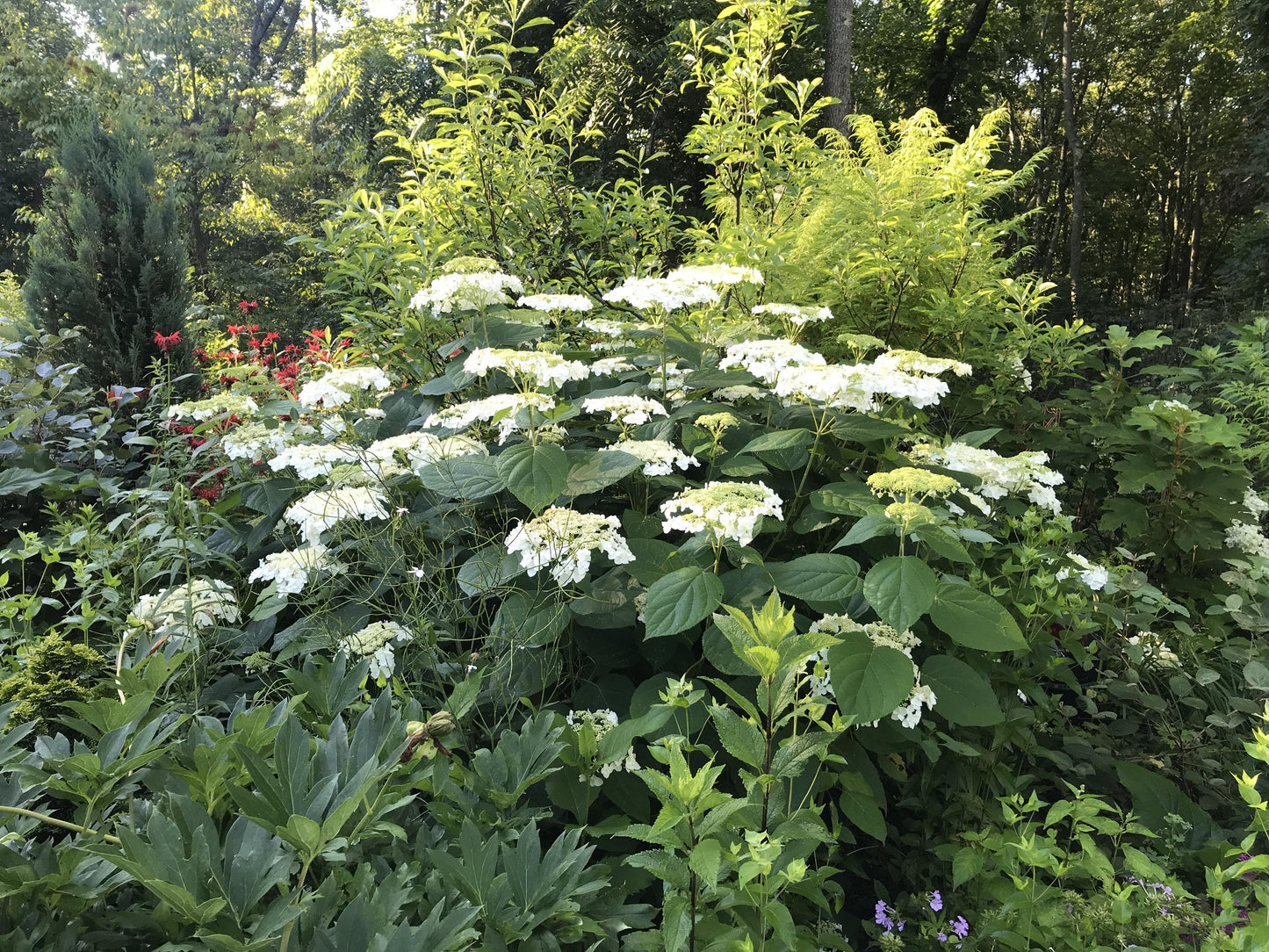 Hydrangea Arborescens 'haas' Halo' - View 8 from www redcrocus com