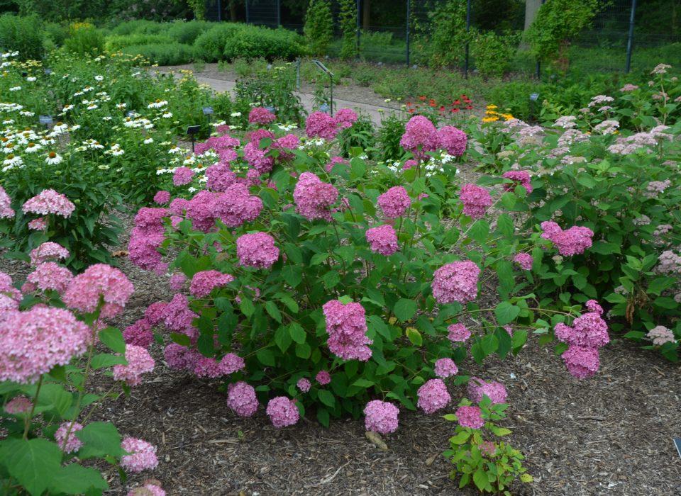 Hydrangea Arborescens 'haas' Halo' - View 9 from www redcrocus com