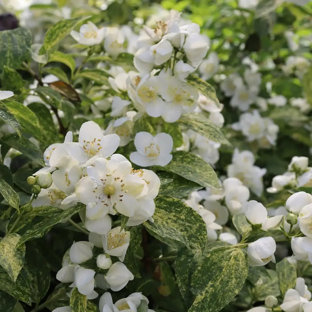 Philadelphus Coronarius 'illuminati Sparks' - View 10 from www redcrocus com