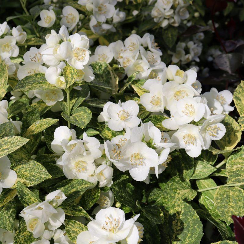Philadelphus Coronarius 'illuminati Sparks' - View 11 from www redcrocus com