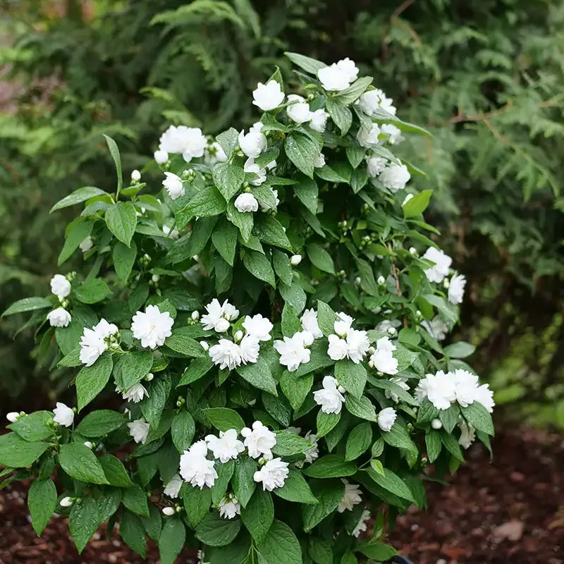 Philadelphus Coronarius 'illuminati Sparks' - View 12 from www redcrocus com
