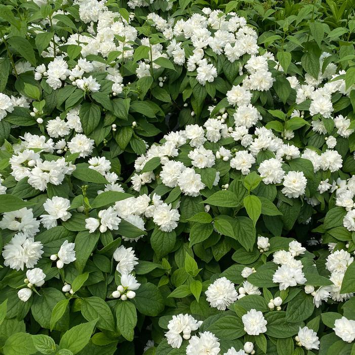 Philadelphus Coronarius 'illuminati Sparks' - View 13 from www redcrocus com