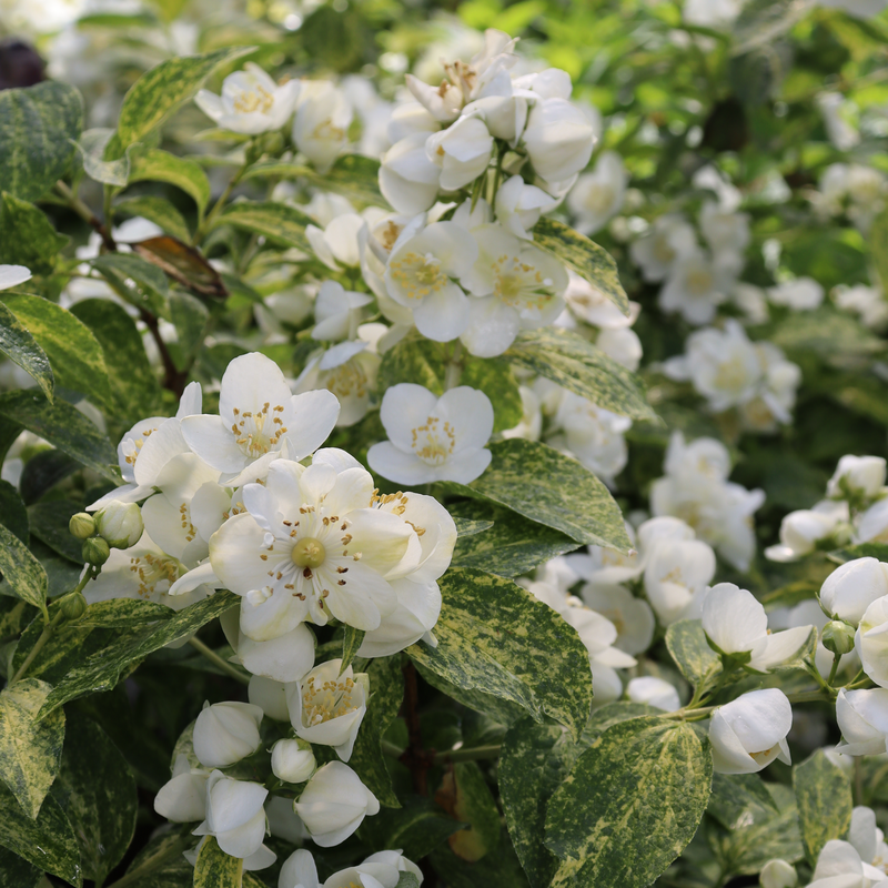 Philadelphus Coronarius 'illuminati Sparks' - View 16 from www redcrocus com