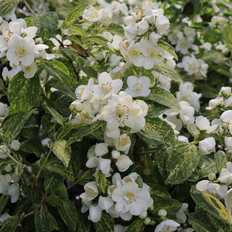 Philadelphus Coronarius 'illuminati Sparks' - View 18 from www redcrocus com