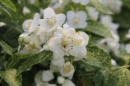 Philadelphus Coronarius 'illuminati Sparks' - View 1 from www redcrocus com