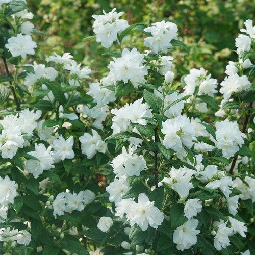 Philadelphus Coronarius 'illuminati Sparks' - View 21 from www redcrocus com