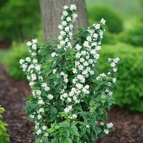 Philadelphus Coronarius 'illuminati Sparks' - View 23 from www redcrocus com