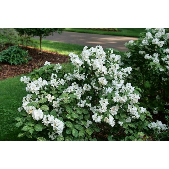 Philadelphus Coronarius 'illuminati Sparks' - View 24 from www redcrocus com