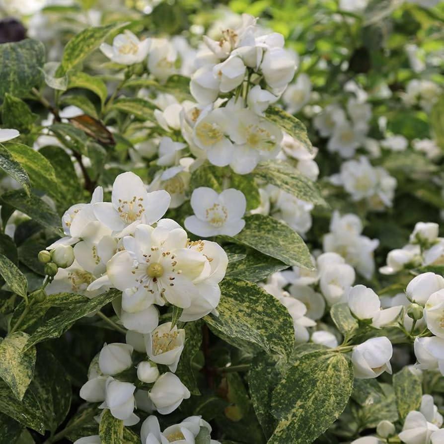 Philadelphus Coronarius 'illuminati Sparks' - View 26 from www redcrocus com