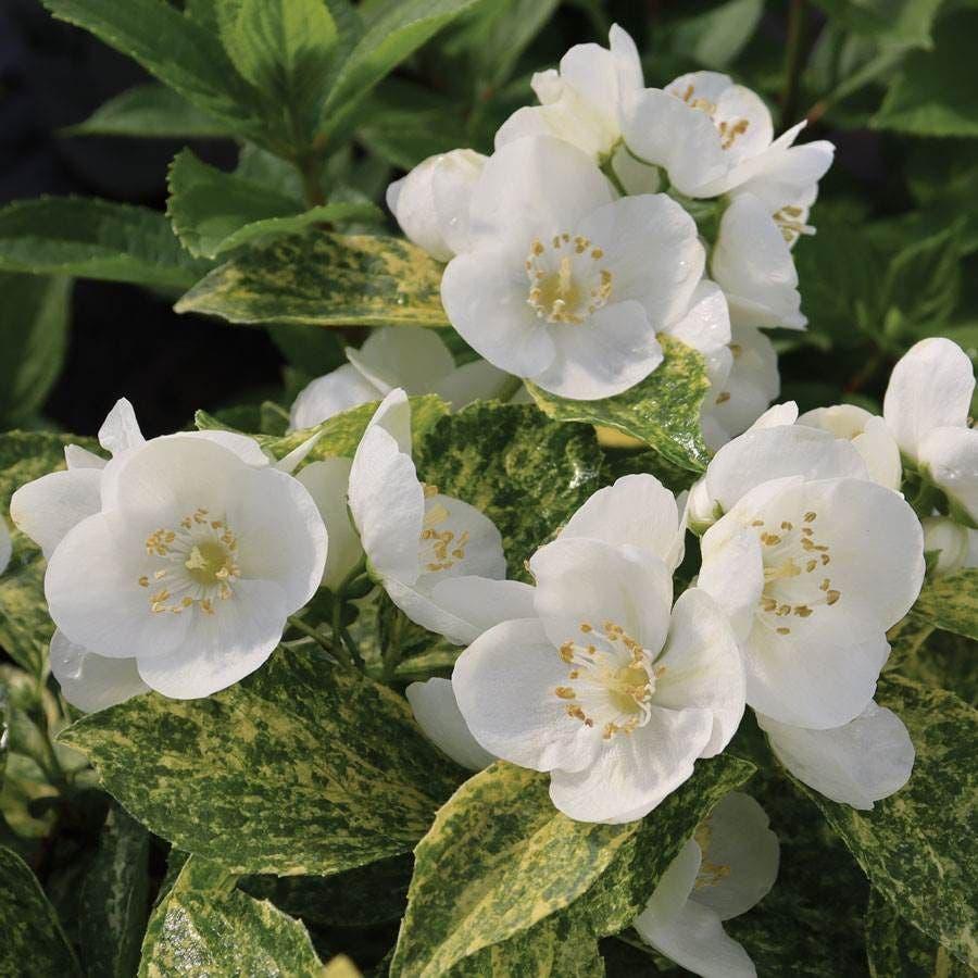 Philadelphus Coronarius 'illuminati Sparks' - View 29 from www redcrocus com