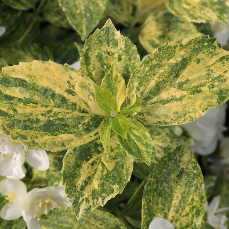 Philadelphus Coronarius 'illuminati Sparks' - View 30 from www redcrocus com