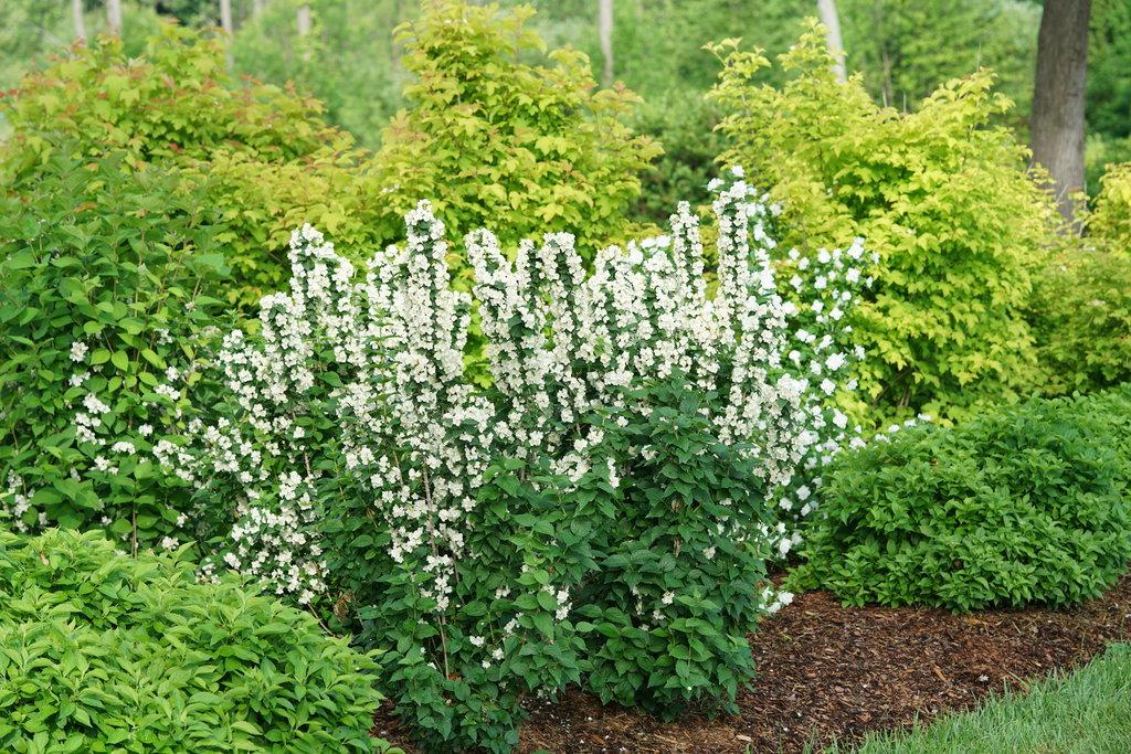 Philadelphus Coronarius 'illuminati Sparks' - View 33 from www redcrocus com