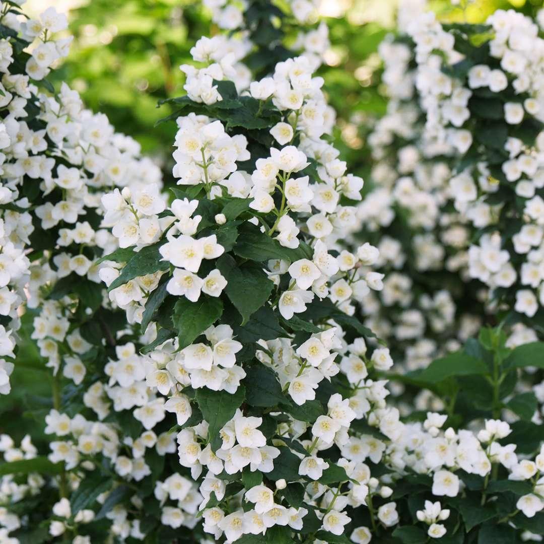 Philadelphus Coronarius 'illuminati Sparks' - View 36 from www redcrocus com