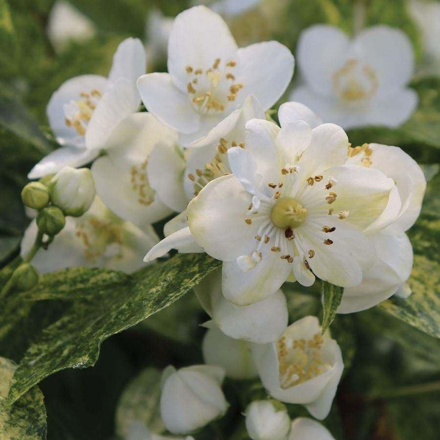 Philadelphus Coronarius 'illuminati Sparks' - View 38 from www redcrocus com