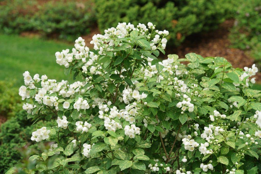 Philadelphus Coronarius 'illuminati Sparks' - View 4 from www redcrocus com