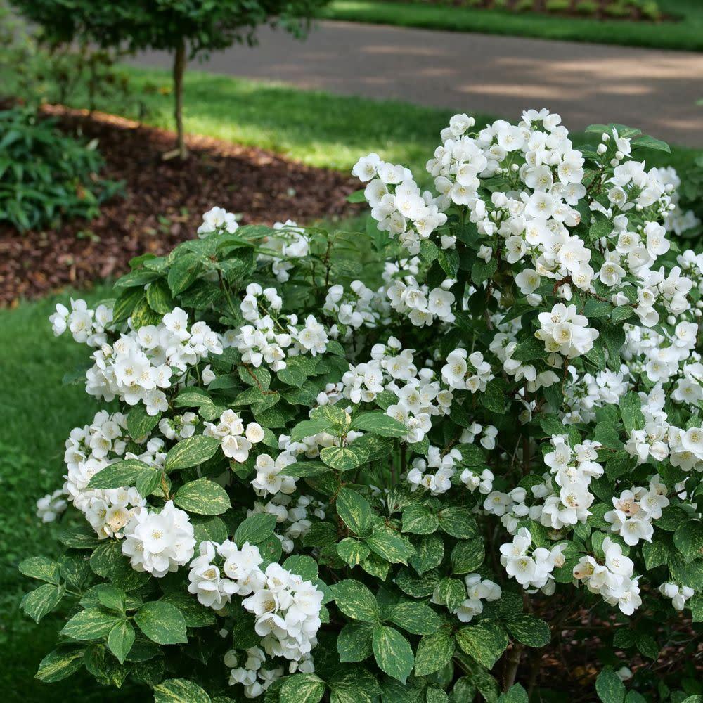 Philadelphus Coronarius 'illuminati Sparks' - View 5 from www redcrocus com