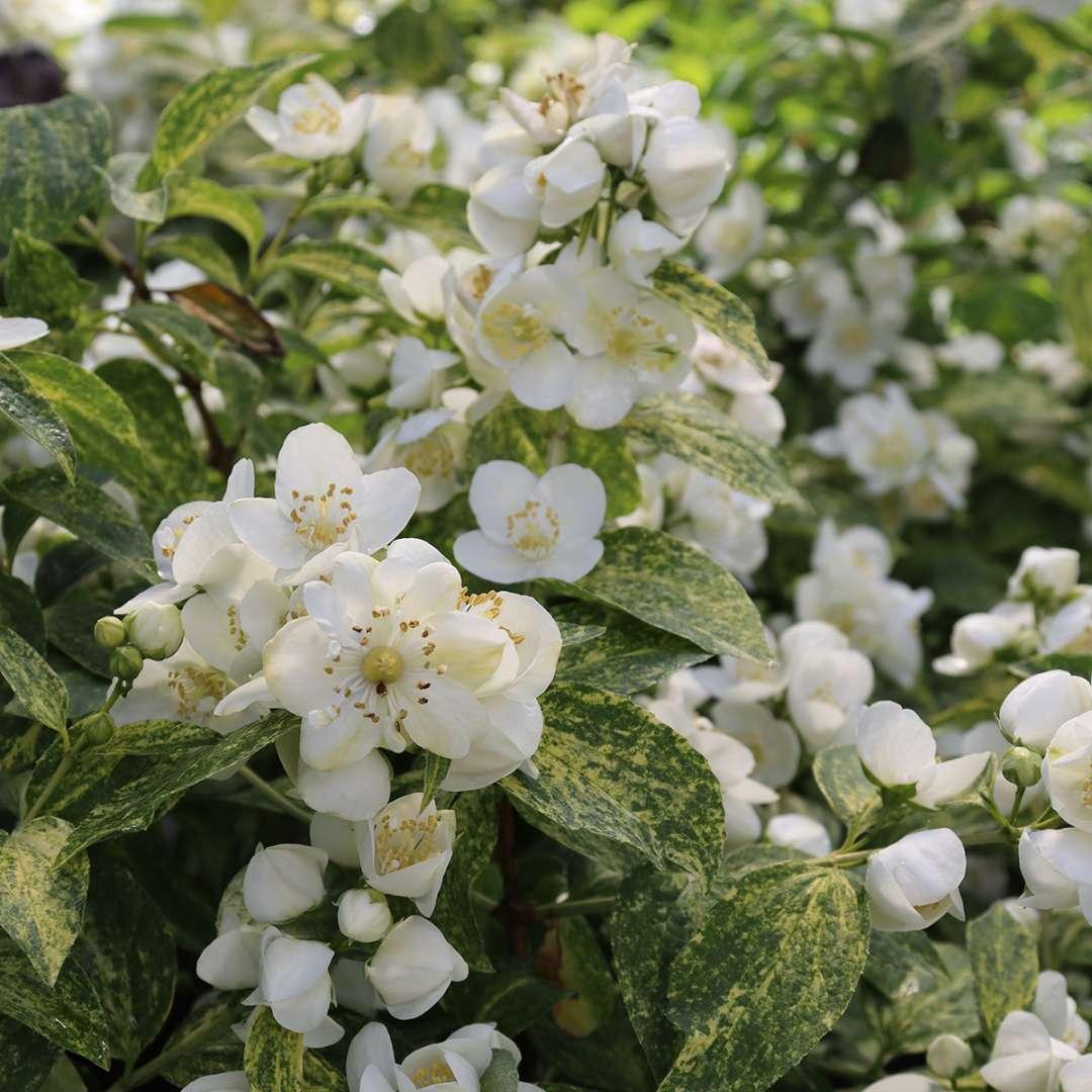Philadelphus Coronarius 'illuminati Sparks' - View 6 from www redcrocus com