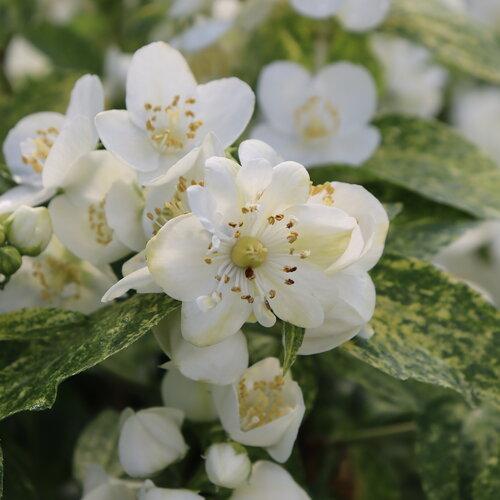 Philadelphus Coronarius 'illuminati Sparks' - View 7 from www redcrocus com