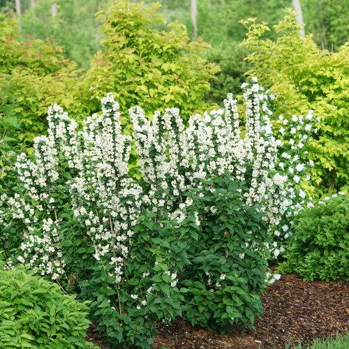 Philadelphus Coronarius 'illuminati Sparks' - View 8 from www redcrocus com