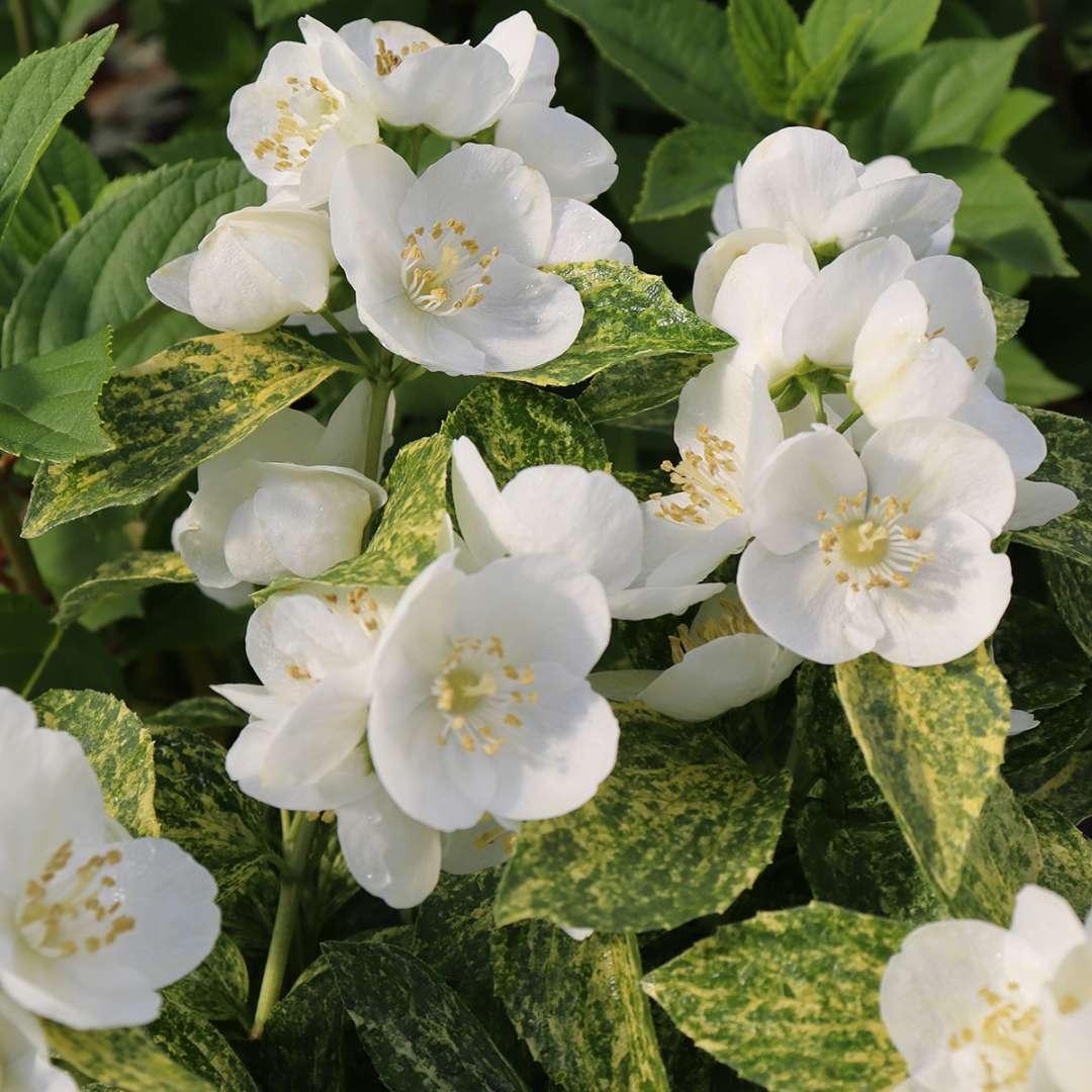 Philadelphus Coronarius 'illuminati Sparks' - View 9 from www redcrocus com