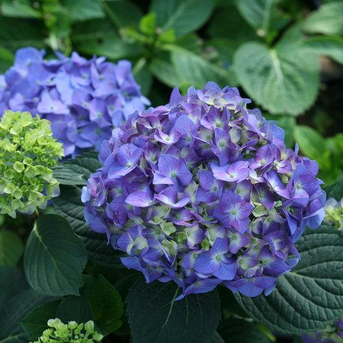 Hydrangea Macrophylla Let S Dance Blue Jangles - View 10 from www redcrocus com