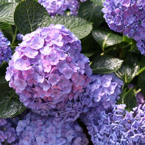 Hydrangea Macrophylla Let S Dance Blue Jangles - View 11 from www redcrocus com
