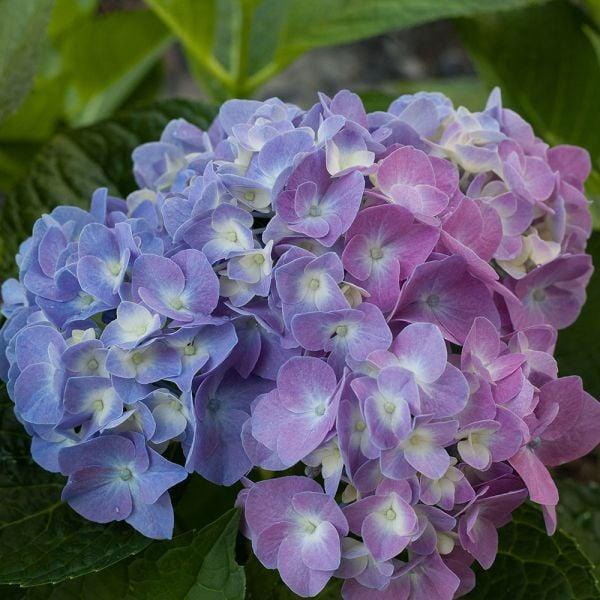 Hydrangea Macrophylla Let S Dance Blue Jangles - View 12 from www redcrocus com