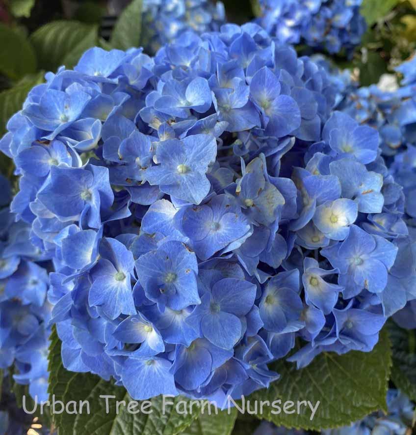 Hydrangea Macrophylla Let S Dance Blue Jangles - View 15 from www redcrocus com