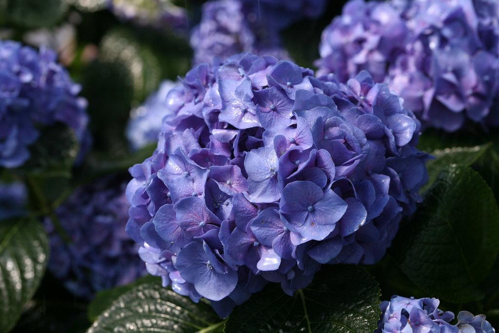 Hydrangea Macrophylla Let S Dance Blue Jangles - View 18 from www redcrocus com