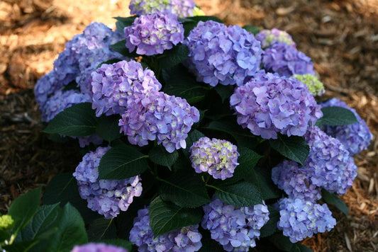 Hydrangea Macrophylla Let S Dance Blue Jangles - View 1 from www redcrocus com