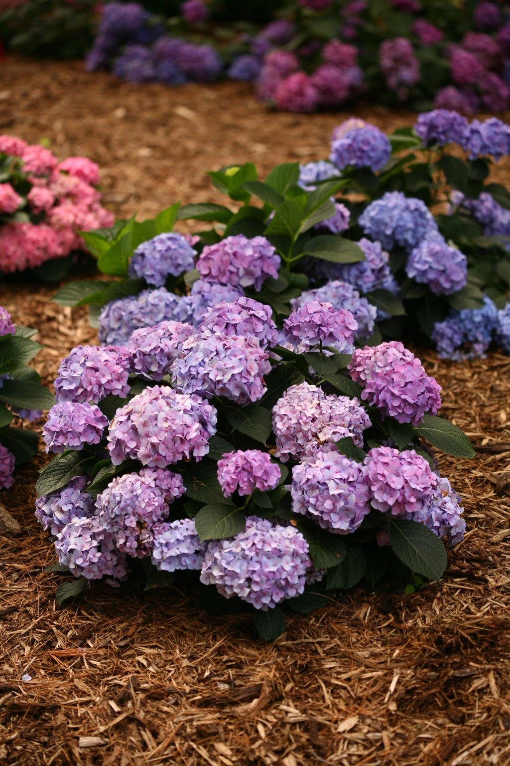 Hydrangea Macrophylla Let S Dance Blue Jangles - View 3 from www redcrocus com