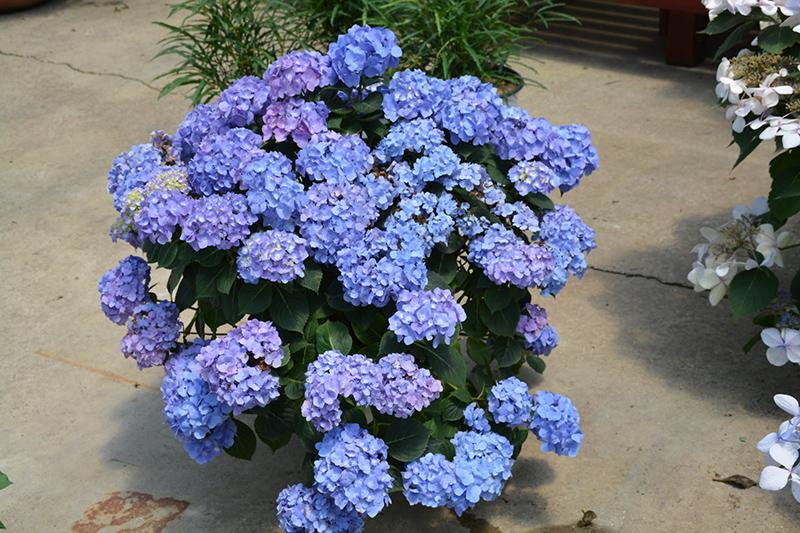 Hydrangea Macrophylla Let S Dance Blue Jangles - View 4 from www redcrocus com