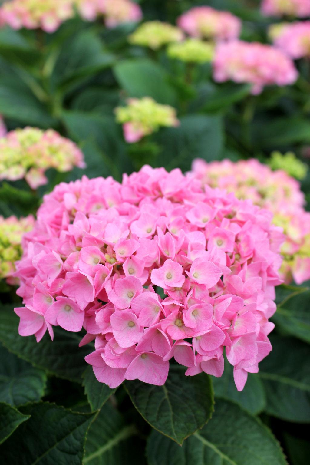 Hydrangea Macrophylla Let S Dance Blue Jangles - View 5 from www redcrocus com
