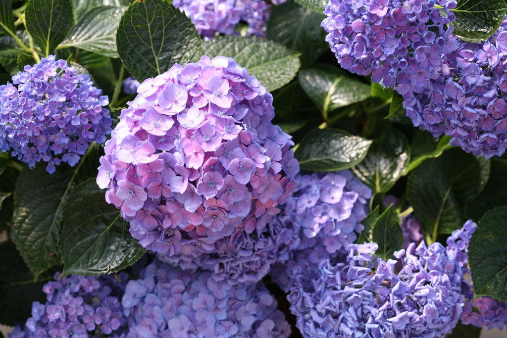 Hydrangea Macrophylla Let S Dance Blue Jangles - View 7 from www redcrocus com