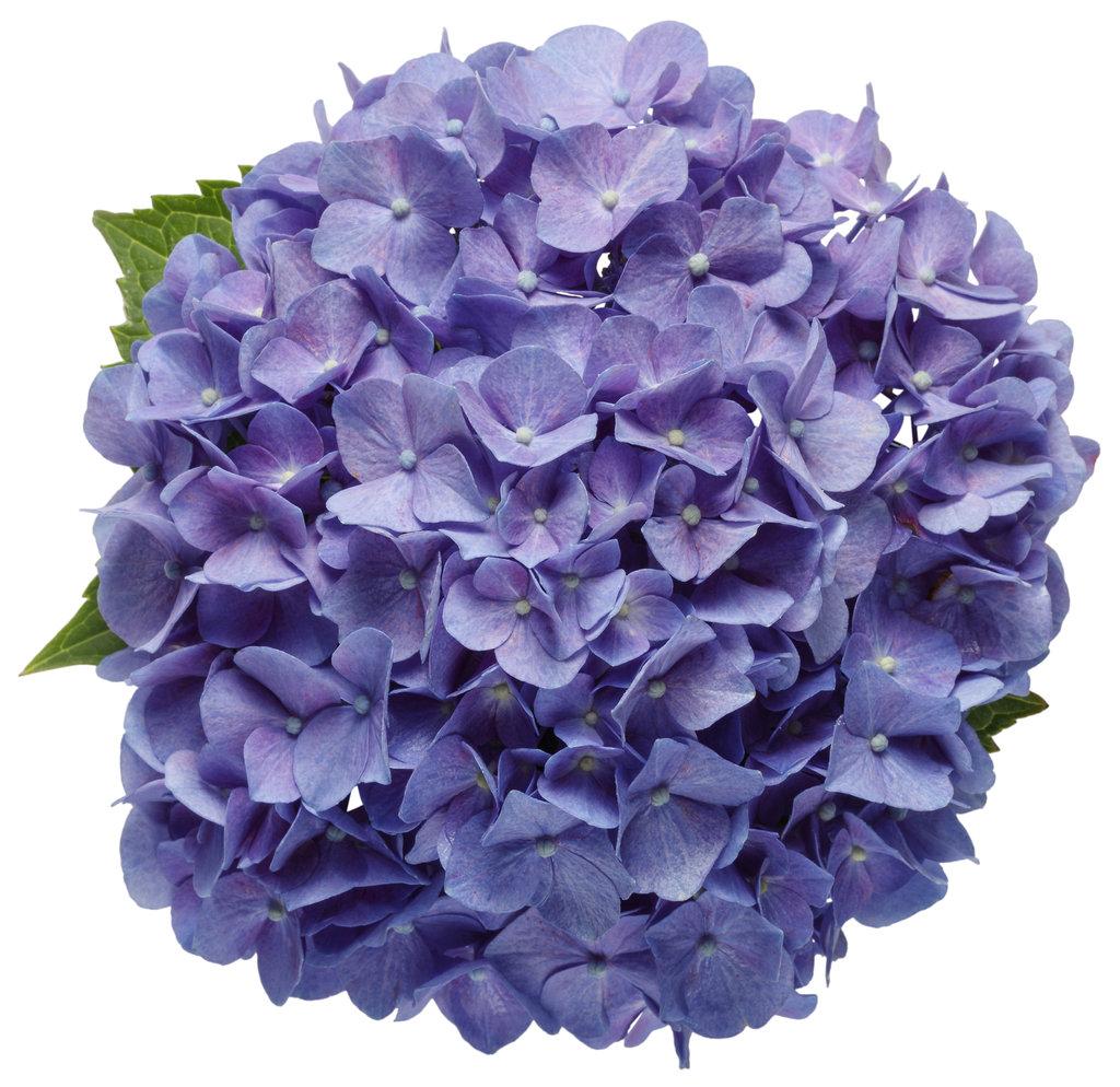 Hydrangea Macrophylla Let S Dance Blue Jangles - View 8 from www redcrocus com