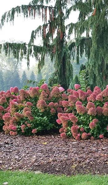 Hydrangea Paniculata 'little Lime Punch' - View 11 from www redcrocus com