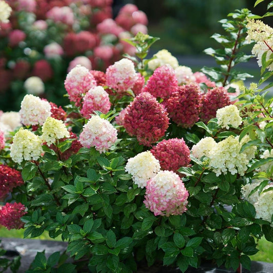 Hydrangea Paniculata 'little Lime Punch' - View 1 from www redcrocus com