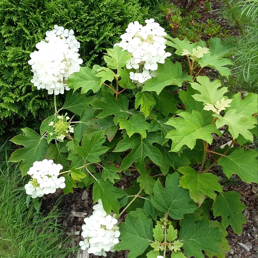 Hydrangea Quercifolia Pee Wee - View 10 from www redcrocus com