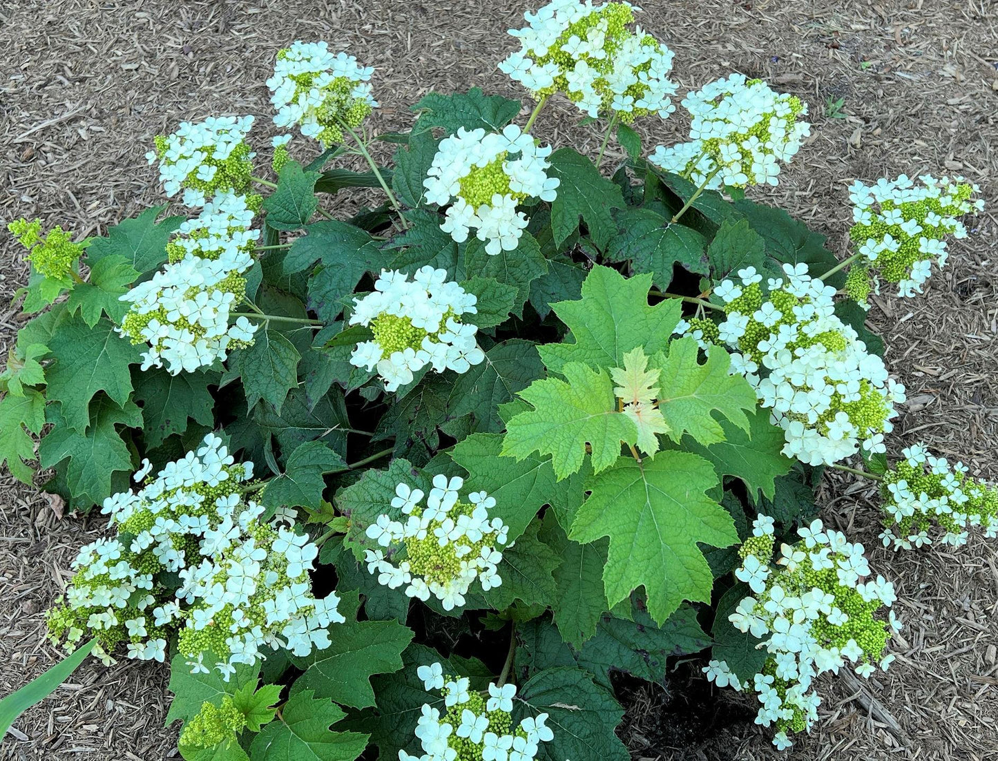 Hydrangea Quercifolia Pee Wee - View 11 from www redcrocus com