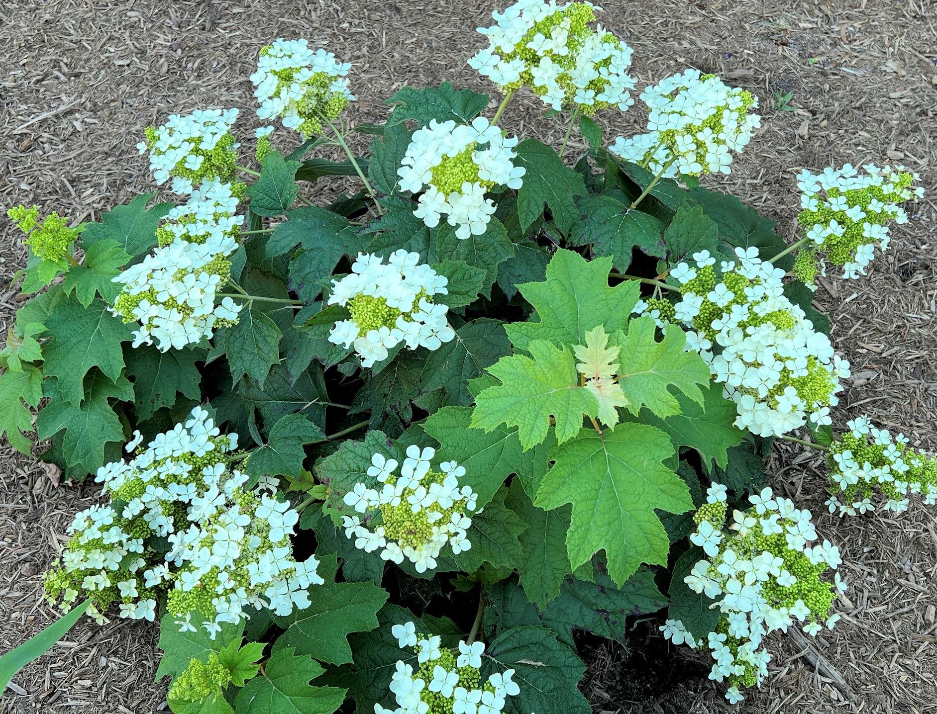 Hydrangea Quercifolia Pee Wee - View 11 from www redcrocus com